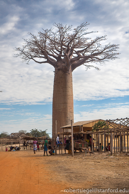 baobab